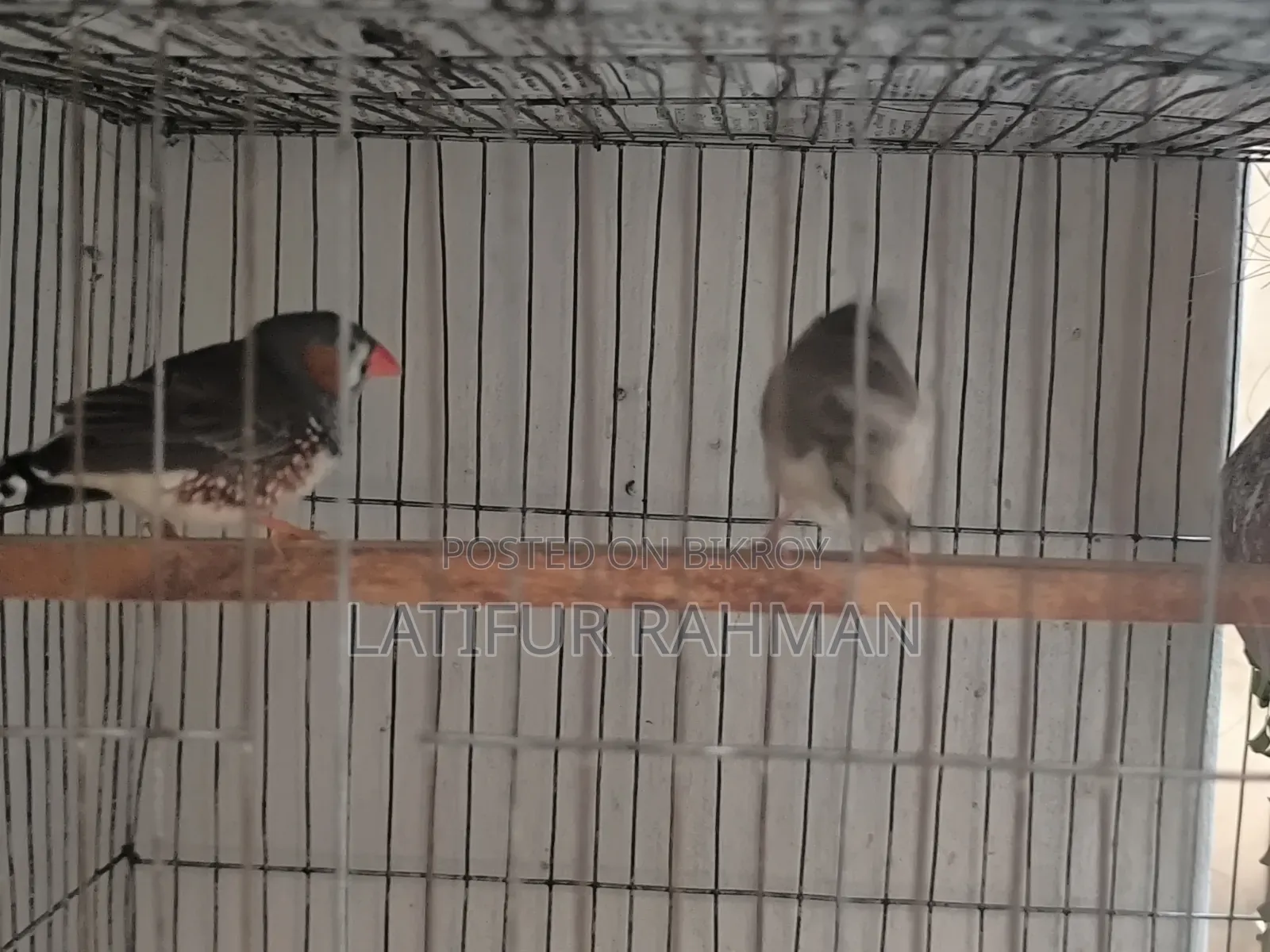Running Finch Pair