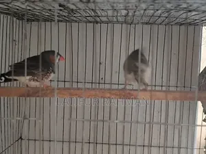 Running Finch Pair