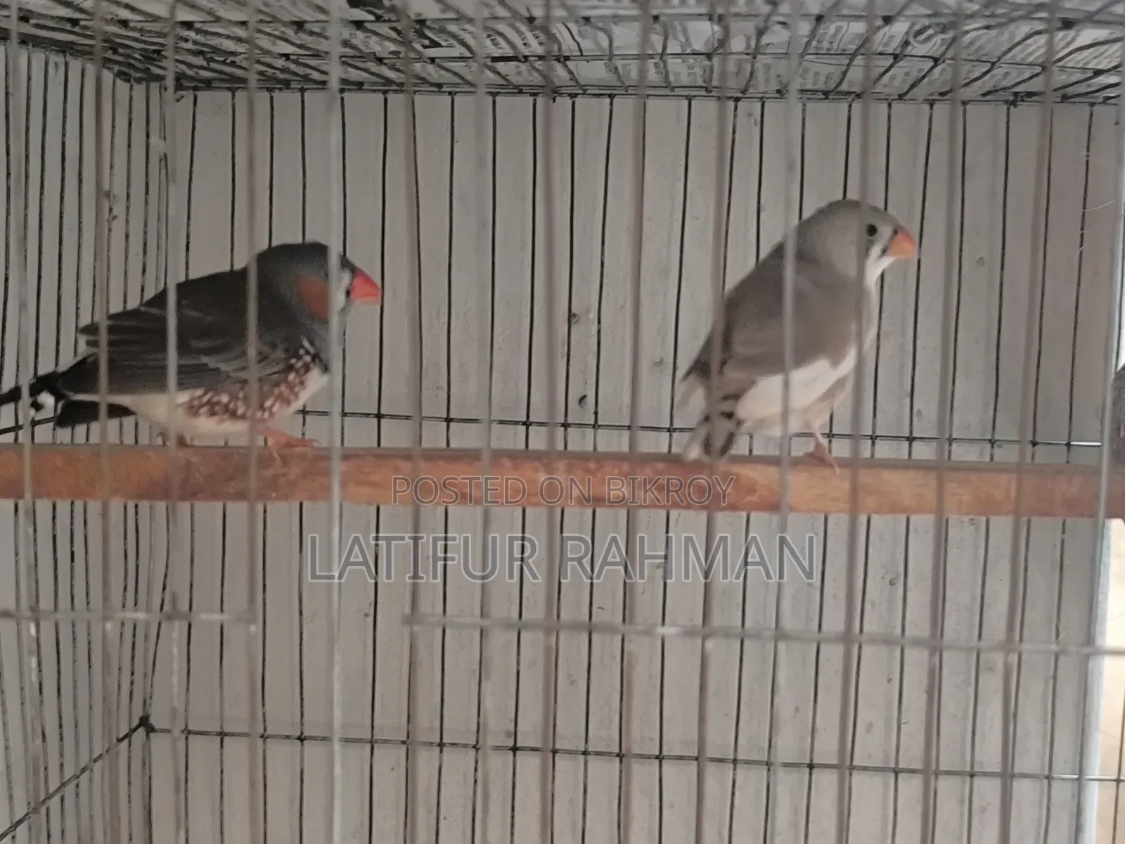 Running Finch Pair