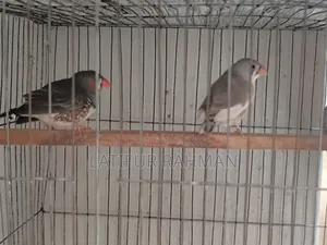 Running Finch Pair