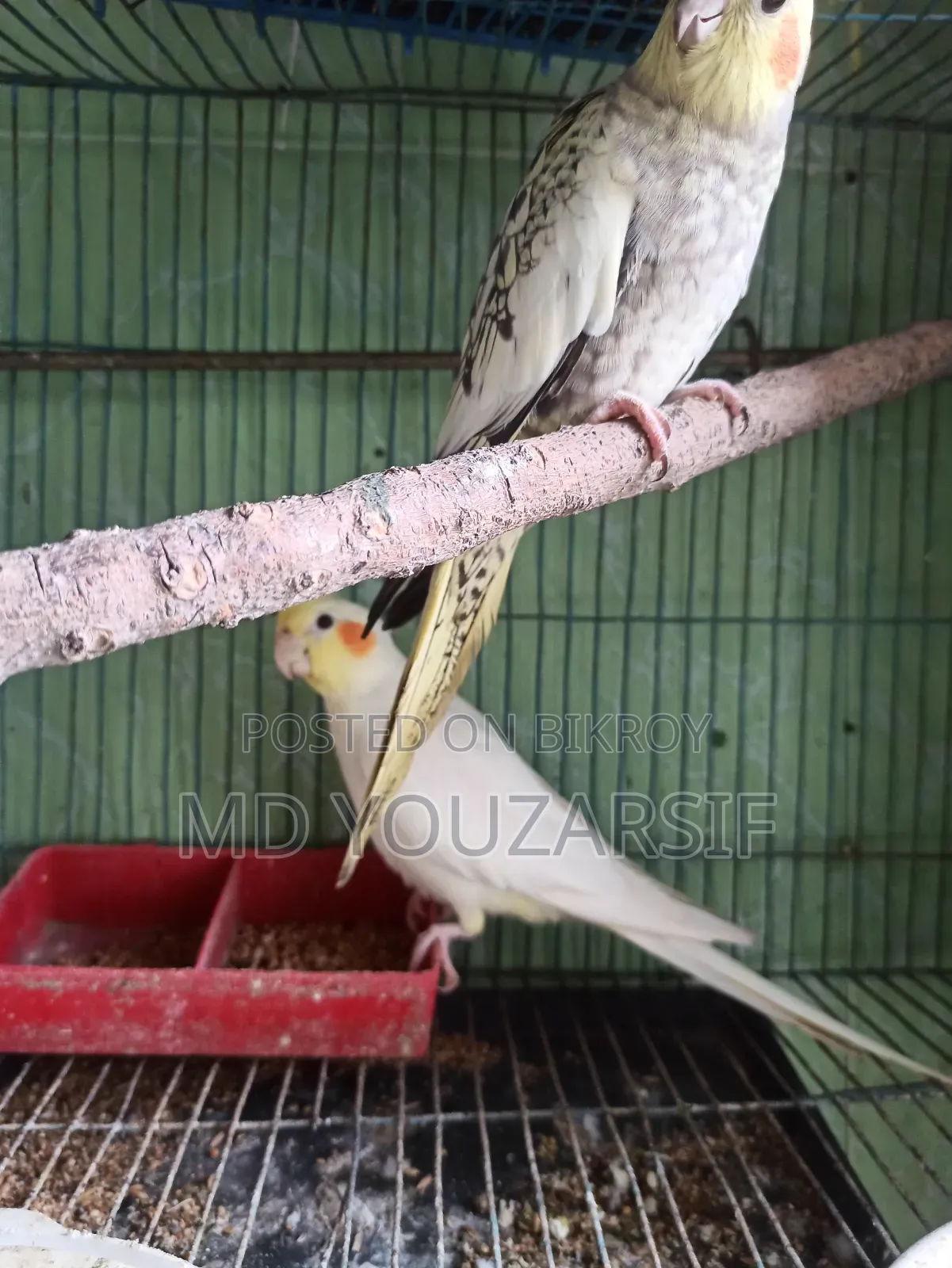 রানিং ককাটেল বিক্রি হবে