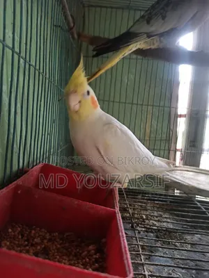 রানিং ককাটেল বিক্রি হবে