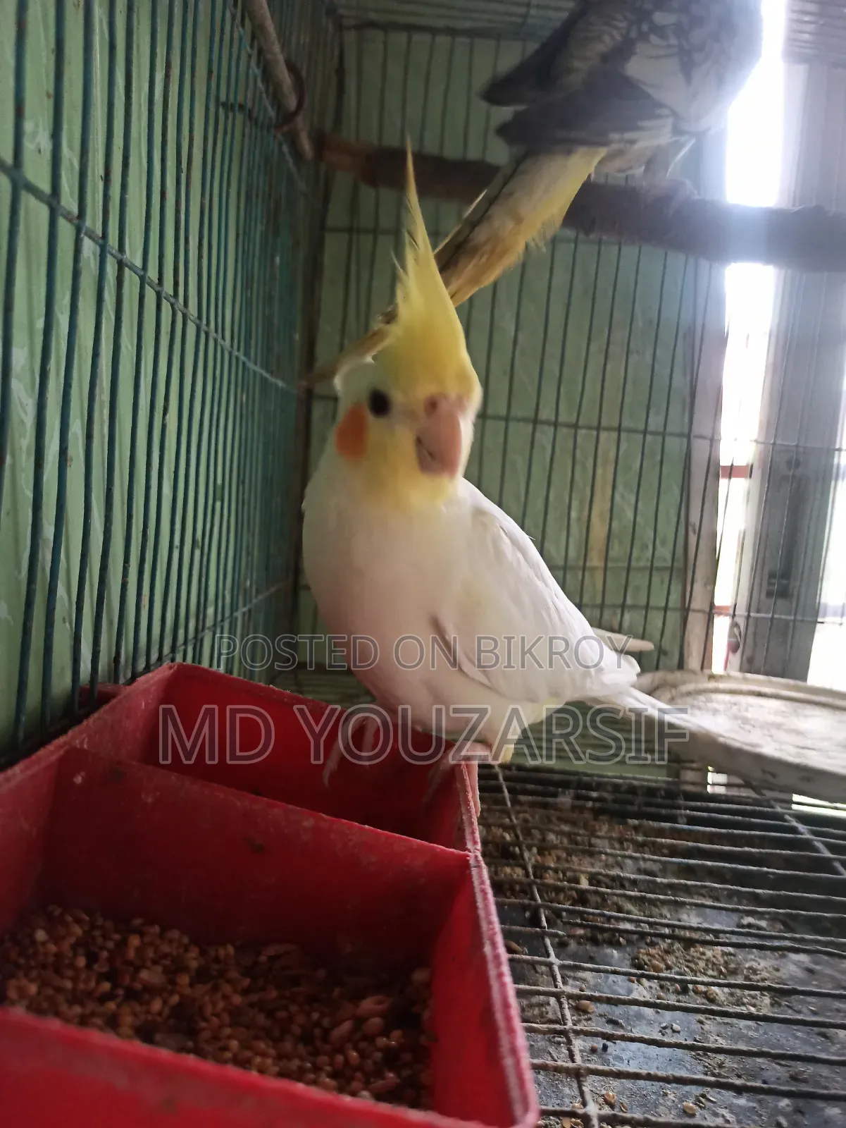 রানিং ককাটেল বিক্রি হবে