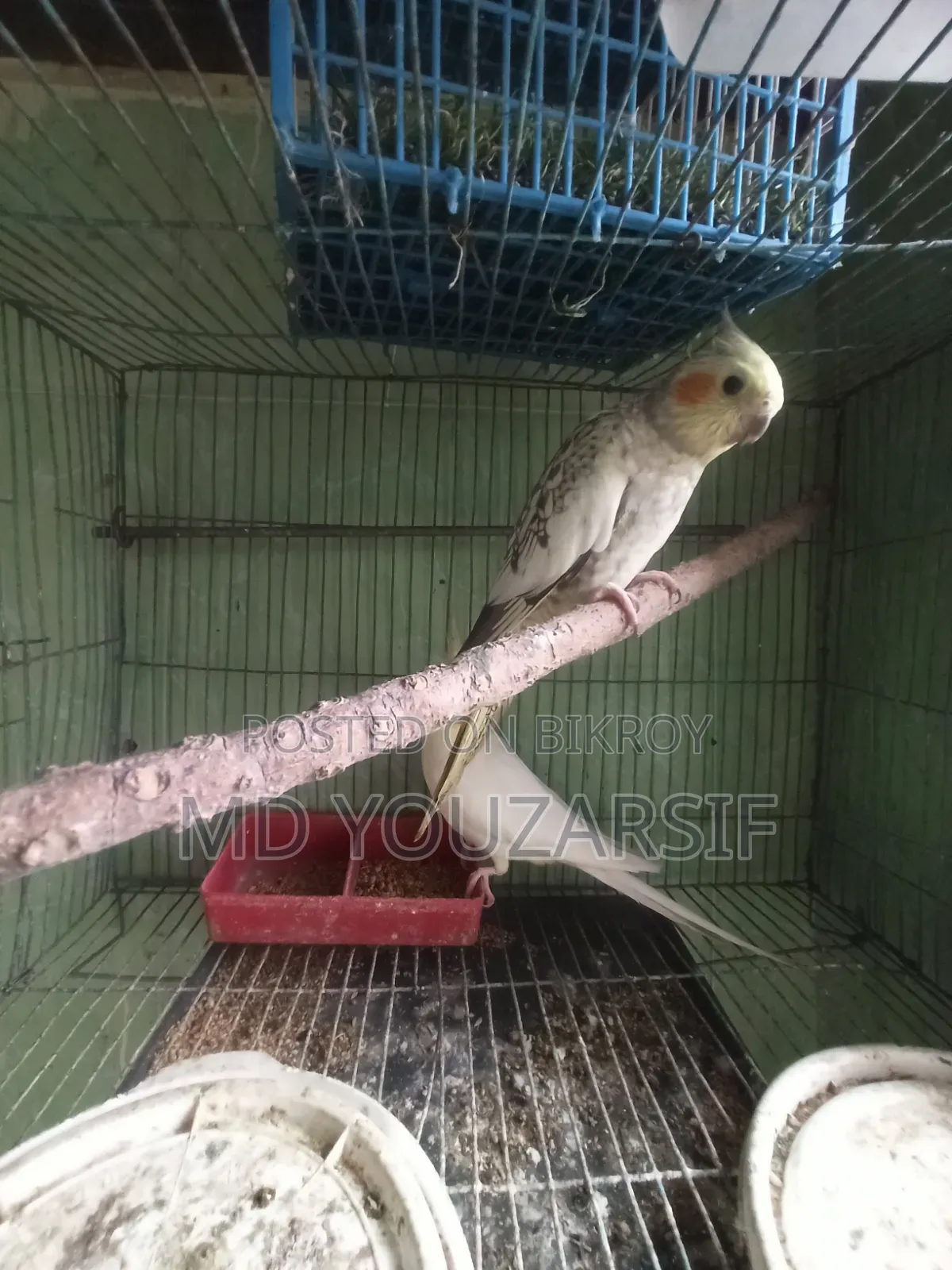 রানিং ককাটেল বিক্রি হবে