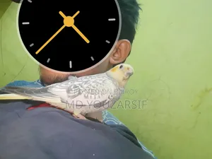 রানিং ককাটেল বিক্রি হবে