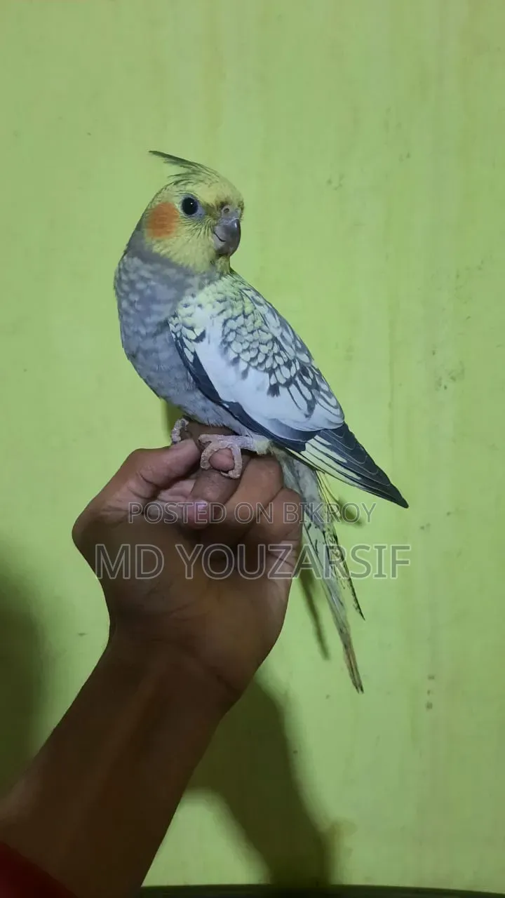 রানিং ককাটেল বিক্রি হবে