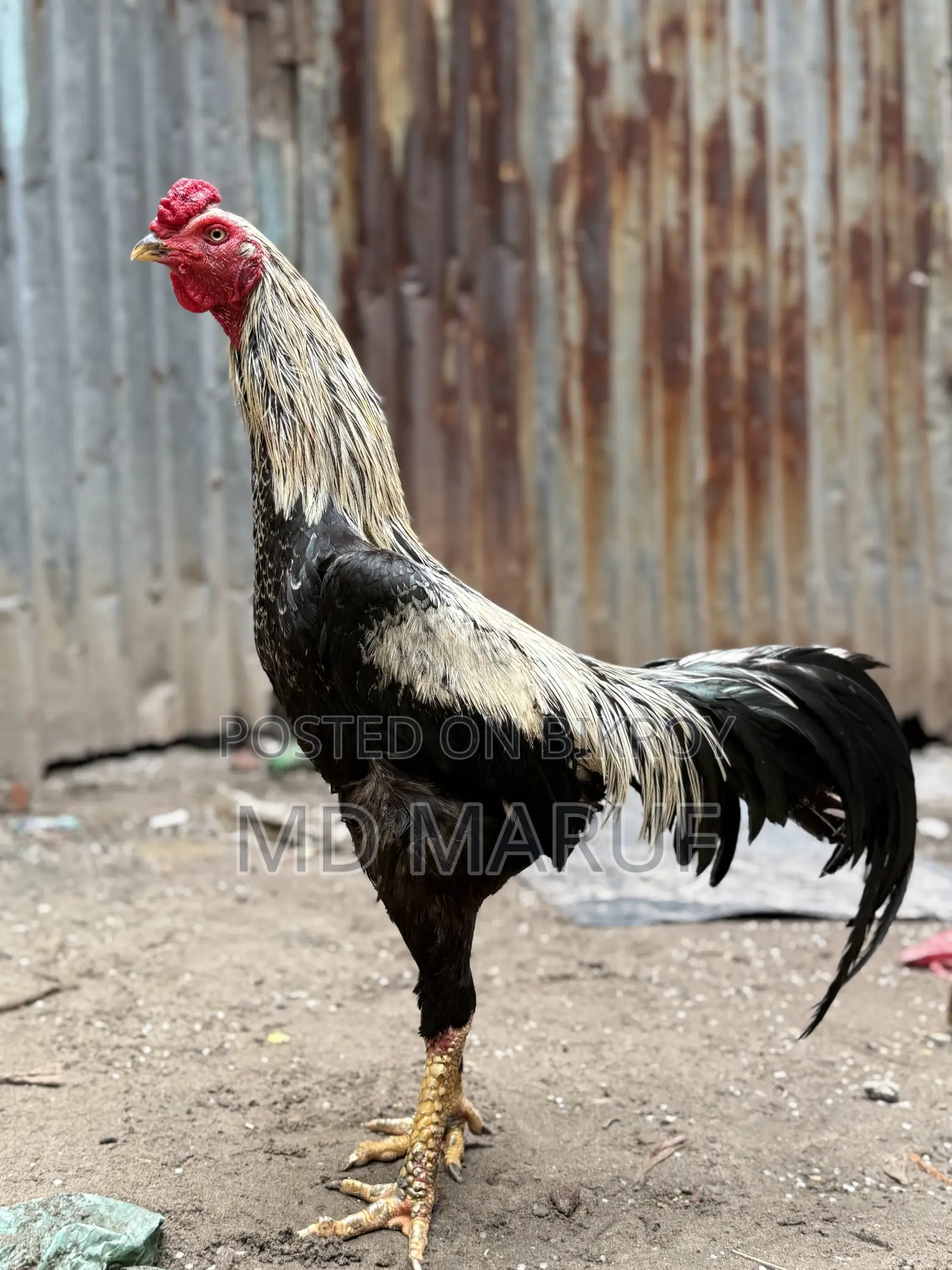 3 Assel Roosters