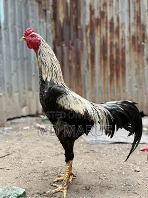 3 Assel Roosters