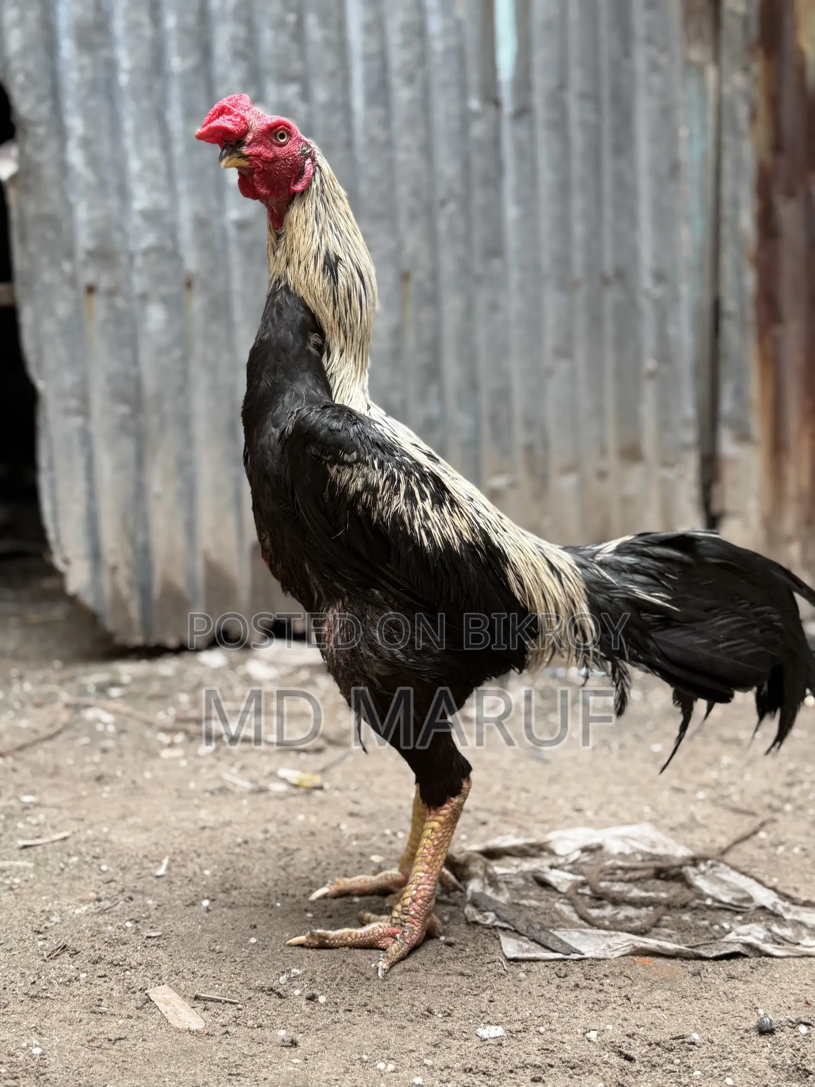 3 Assel Roosters