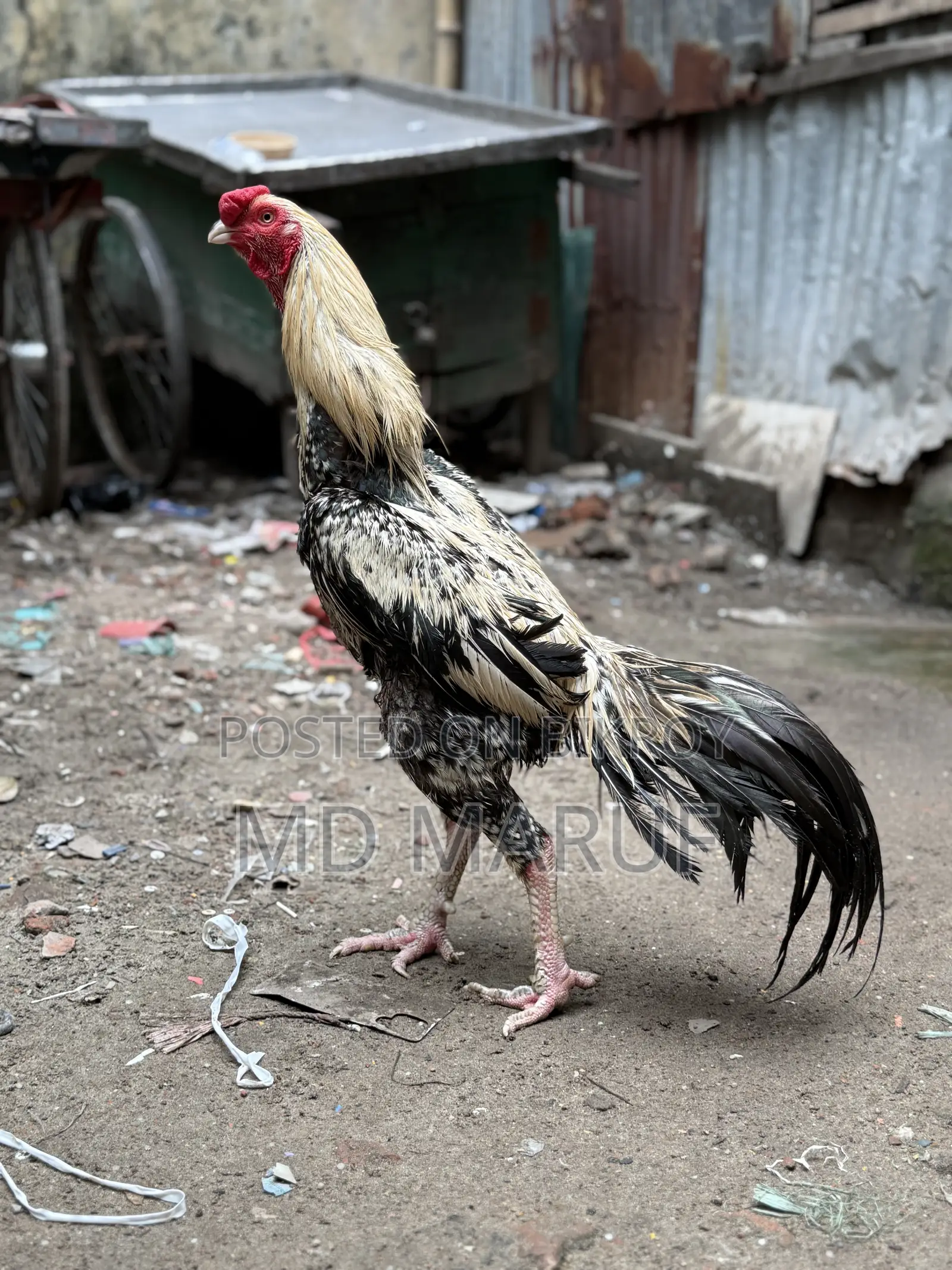 3 Assel Roosters