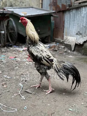 3 Assel Roosters