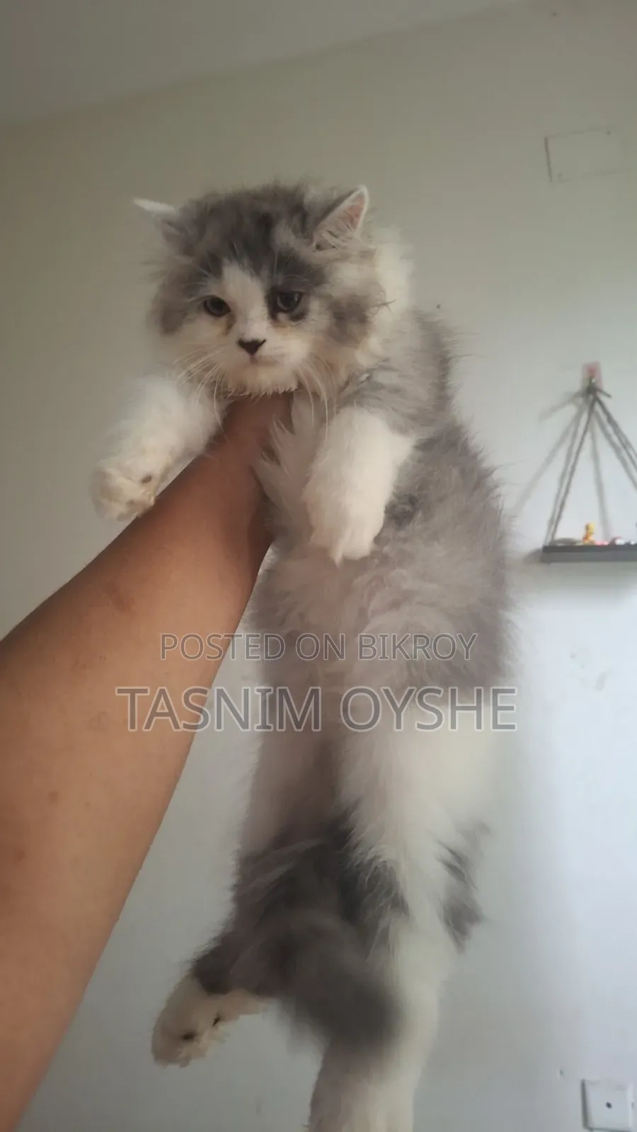 1-3 Months Male Purebred Persian Cat