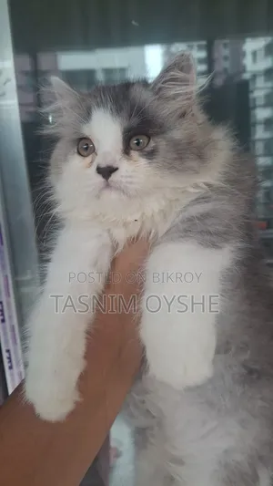 1-3 Months Male Purebred Persian Cat