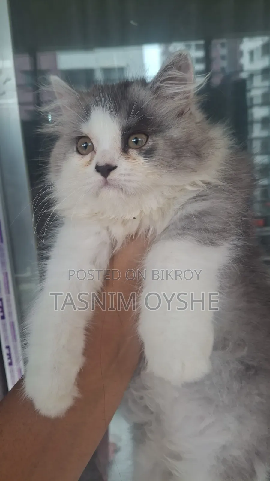 1-3 Months Male Purebred Persian Cat