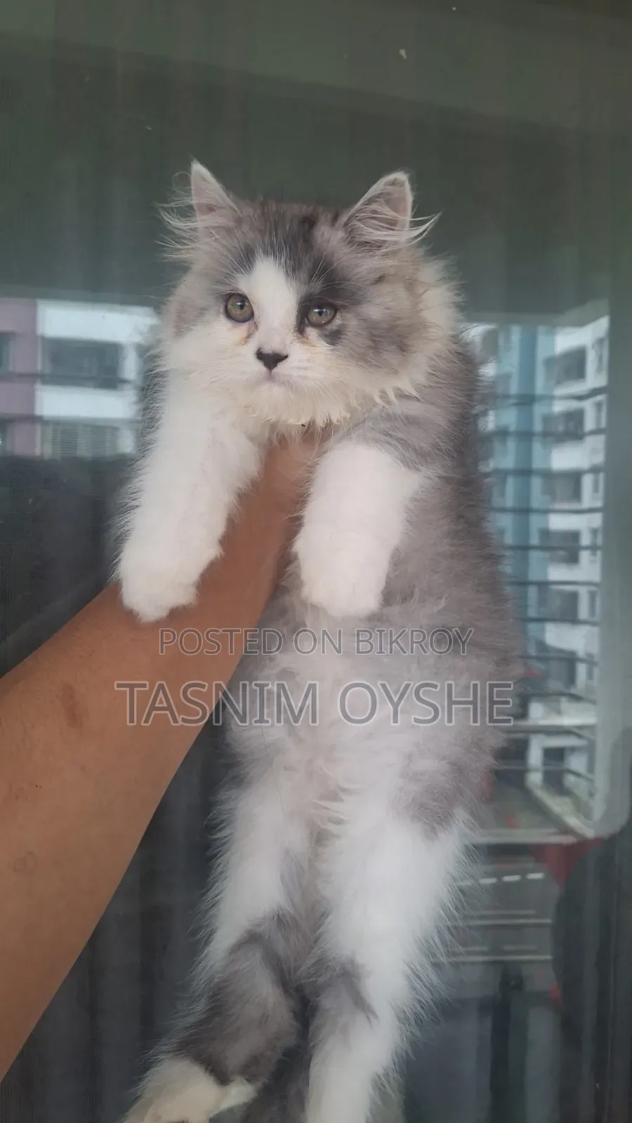 1-3 Months Male Purebred Persian Cat