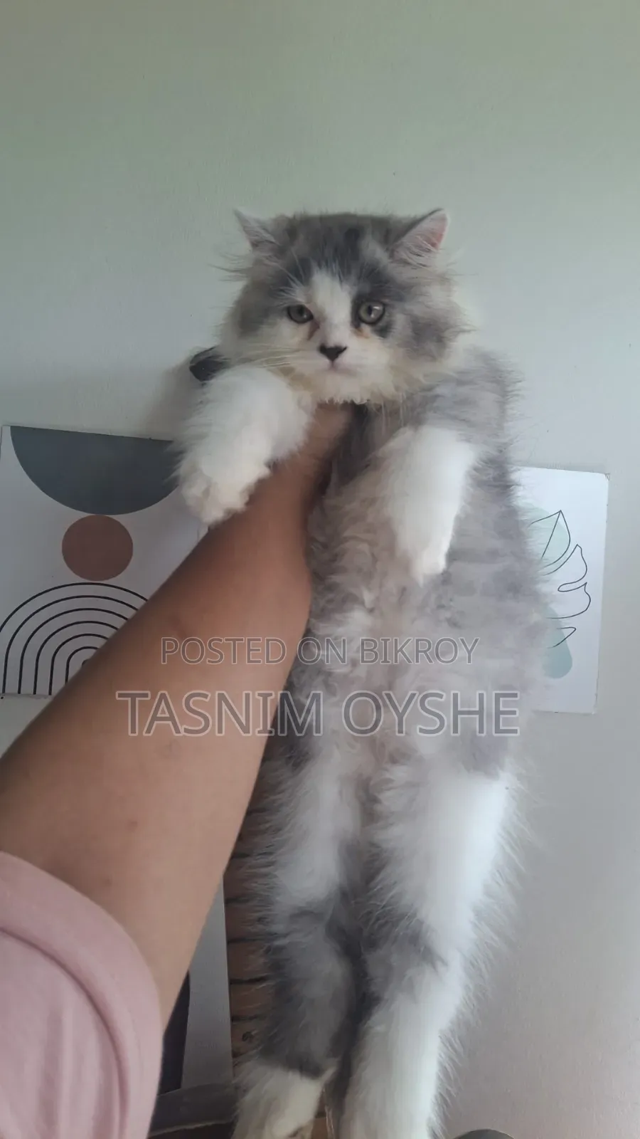 1-3 Months Male Purebred Persian Cat