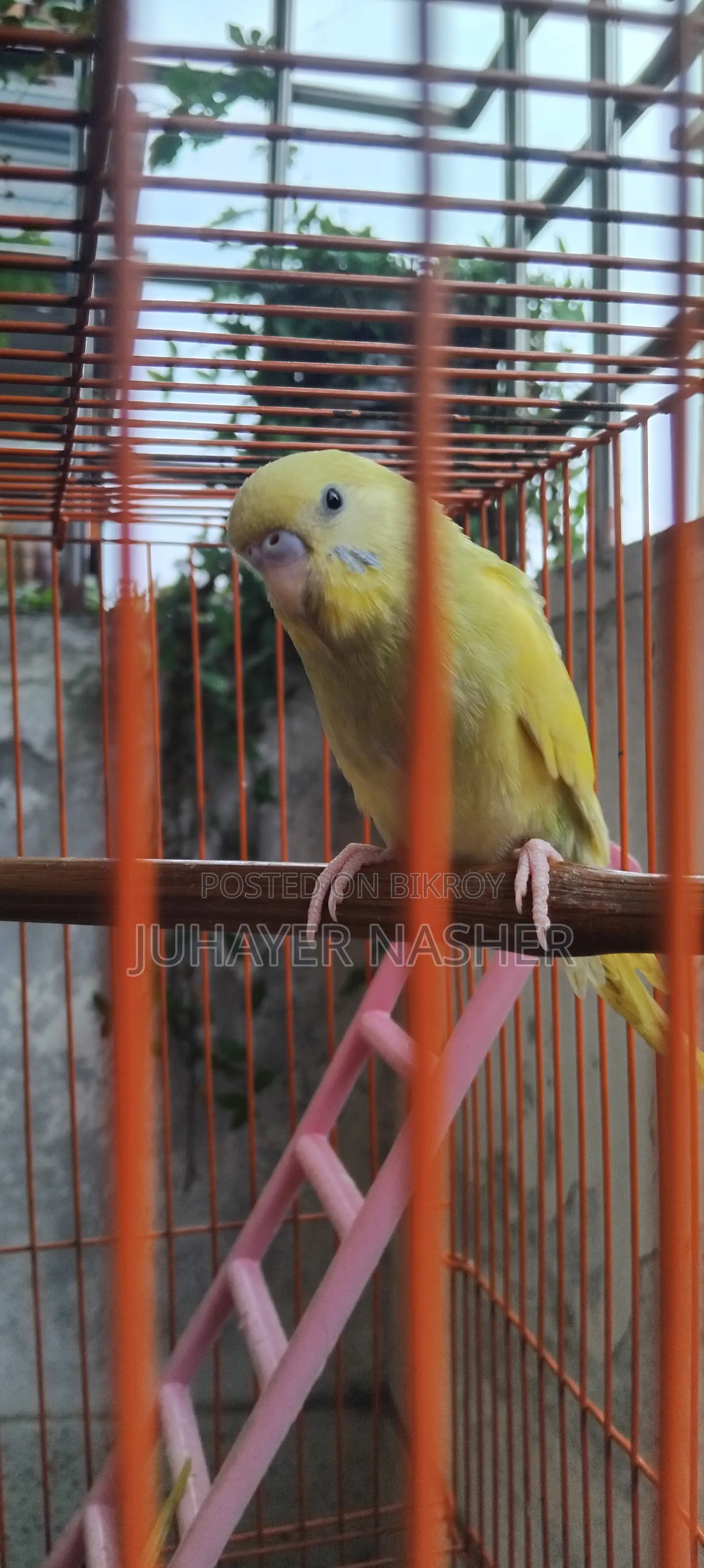 Budgie bird