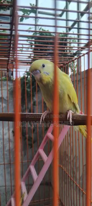 বাজিগার পাখি