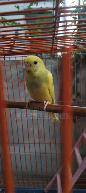 Budgie bird