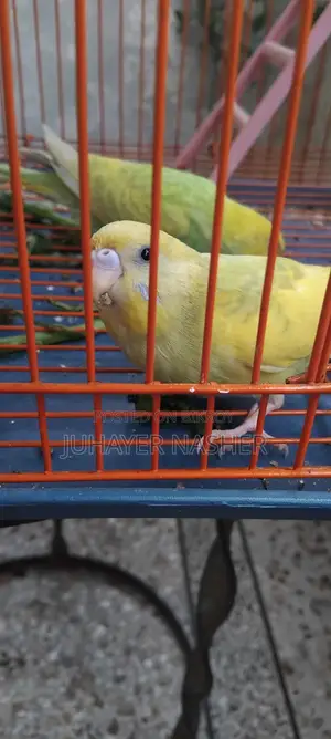 Budgie bird