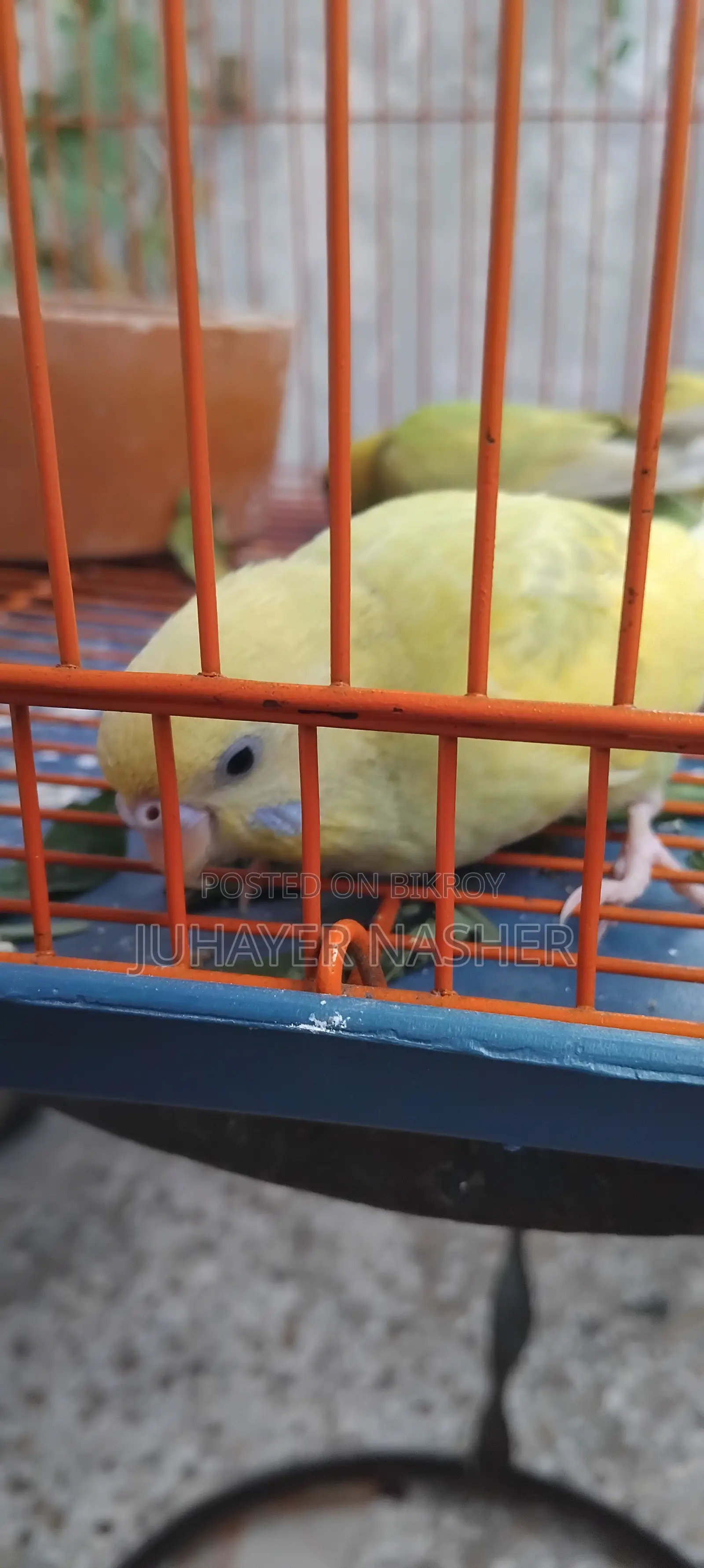 Budgie bird