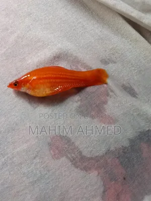 Marble Molly Balloon White Molly Softail