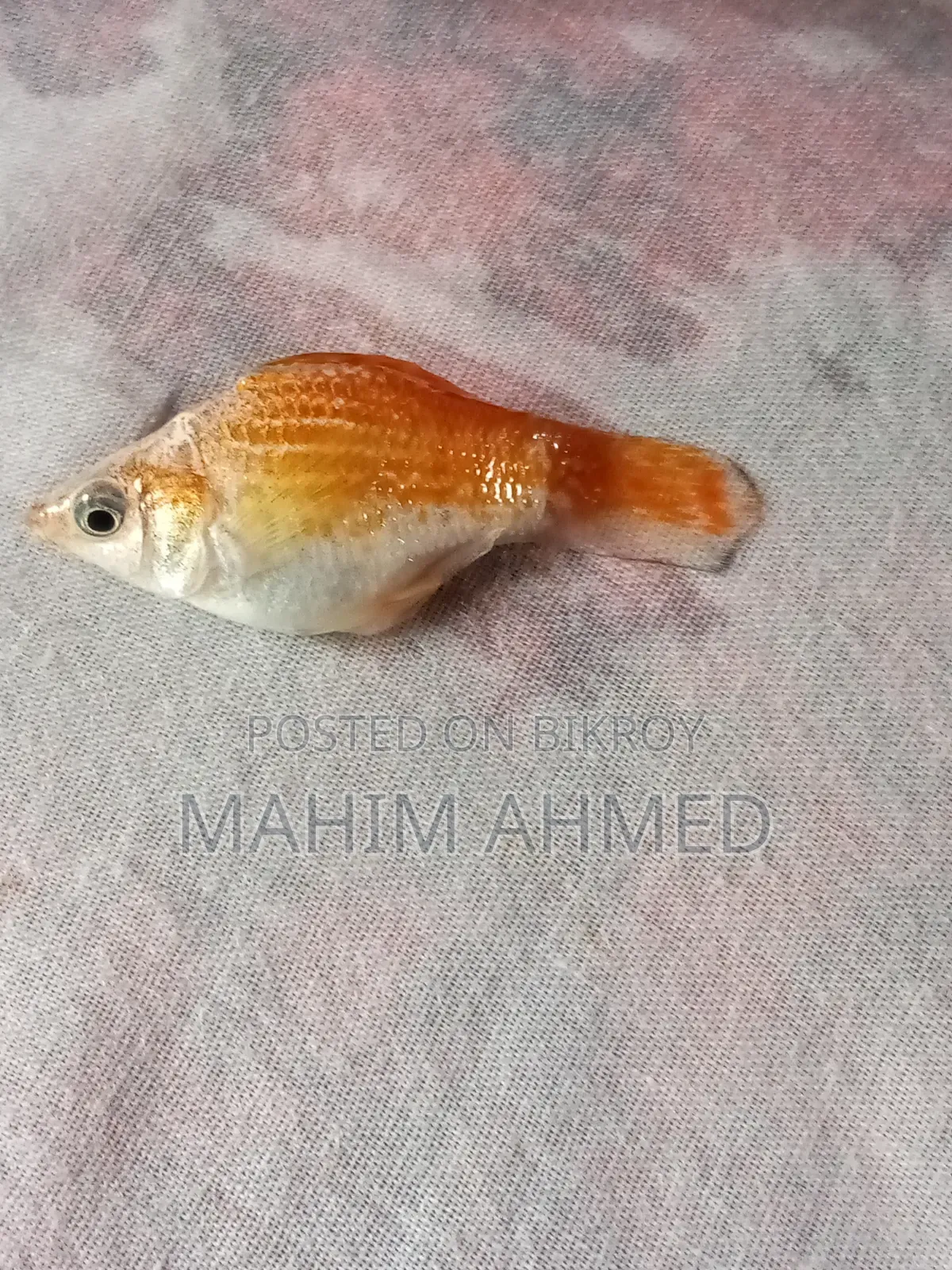 Marble Molly Balloon White Molly Softail