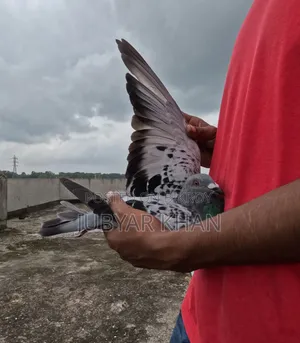 Racer Male