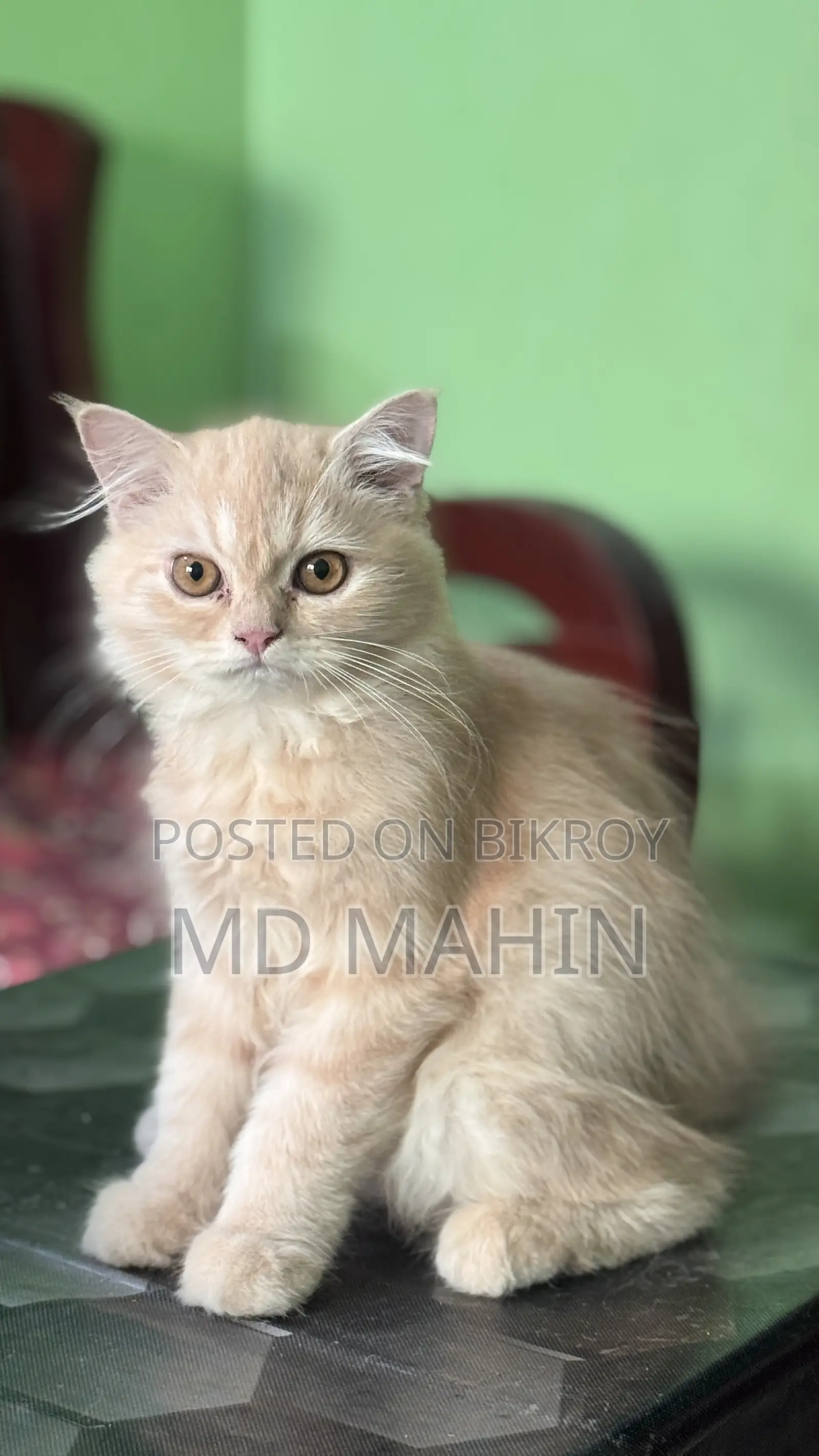 1-3 Months Male Purebred Persian