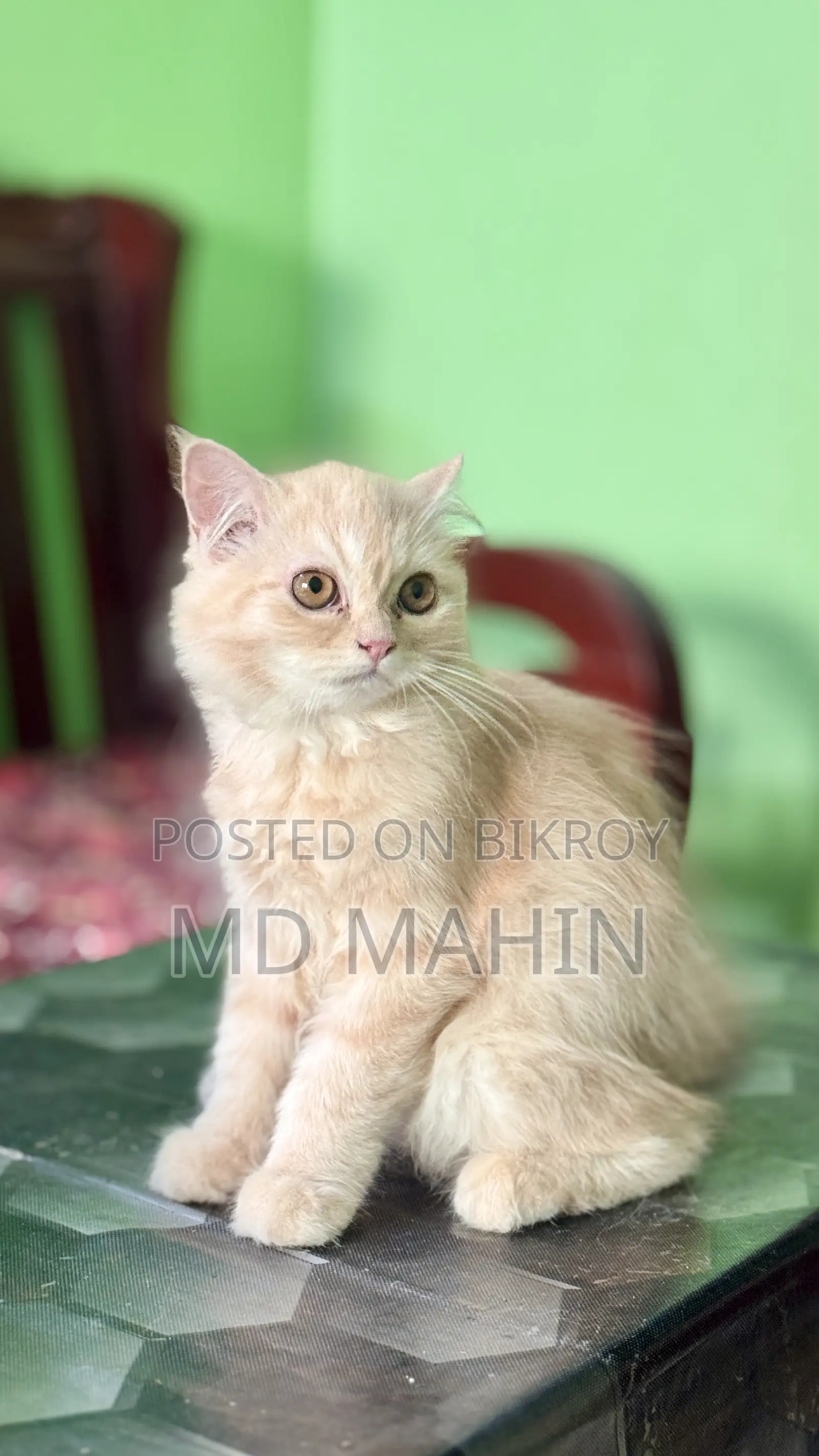 1-3 Months Male Purebred Persian