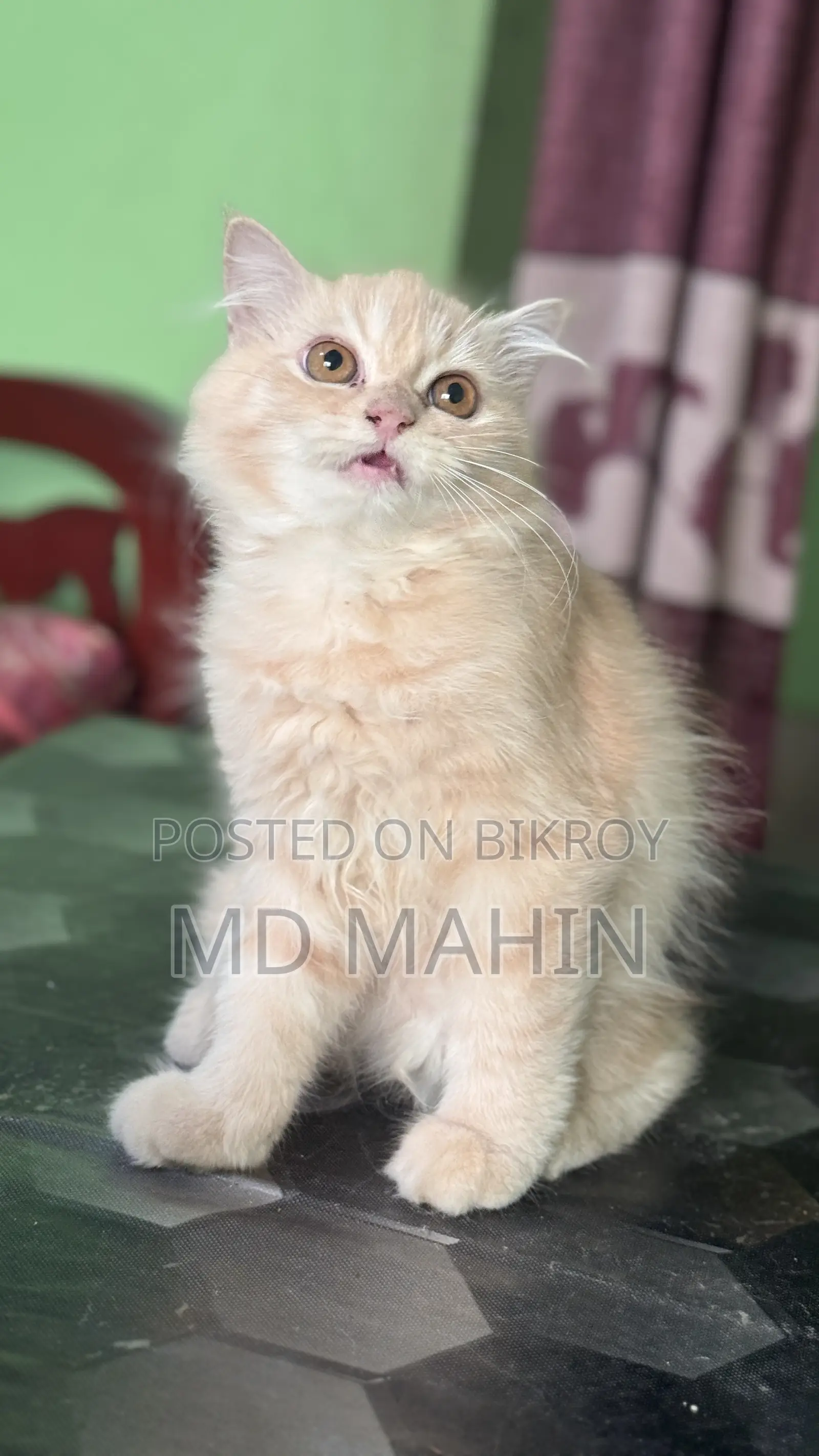 1-3 Months Male Purebred Persian