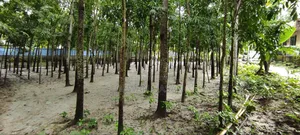 ১০ শতাংশ জায়গা বিক্রি হবে।