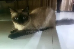 ১+ বছরের ফিমেল মিক্সড ব্রিড পার্সিয়ান