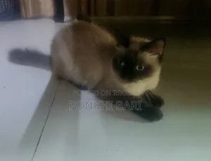 ১+ বছরের ফিমেল মিক্সড ব্রিড পার্সিয়ান