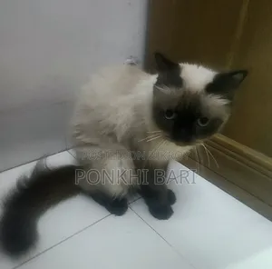 ১+ বছরের ফিমেল মিক্সড ব্রিড পার্সিয়ান