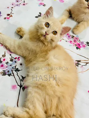 ১-৩ মাস বয়সী ফিমেল পিওরব্রেড পার্সিয়ান