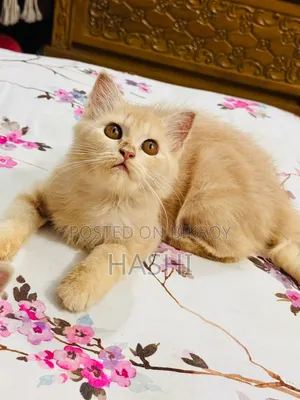 ১-৩ মাস বয়সী ফিমেল পিওরব্রেড পার্সিয়ান