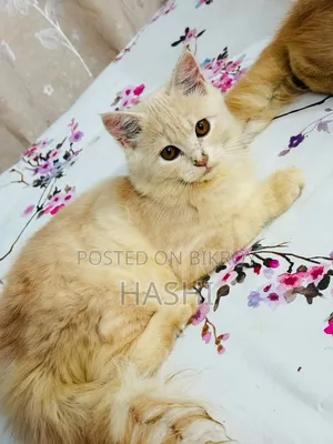 ১-৩ মাস বয়সী ফিমেল পিওরব্রেড পার্সিয়ান