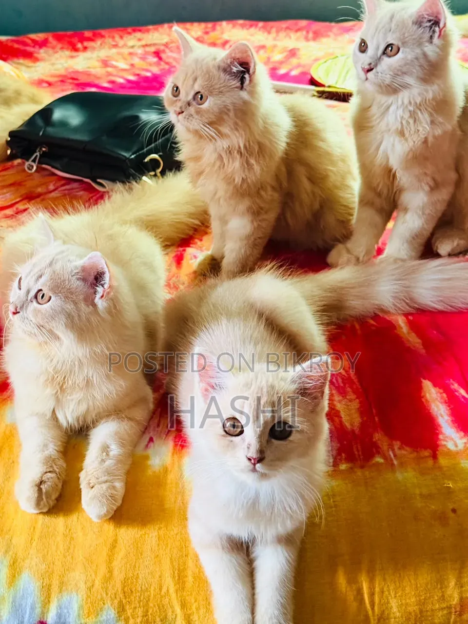 ১-৩ মাস বয়সী ফিমেল পিওরব্রেড পার্সিয়ান