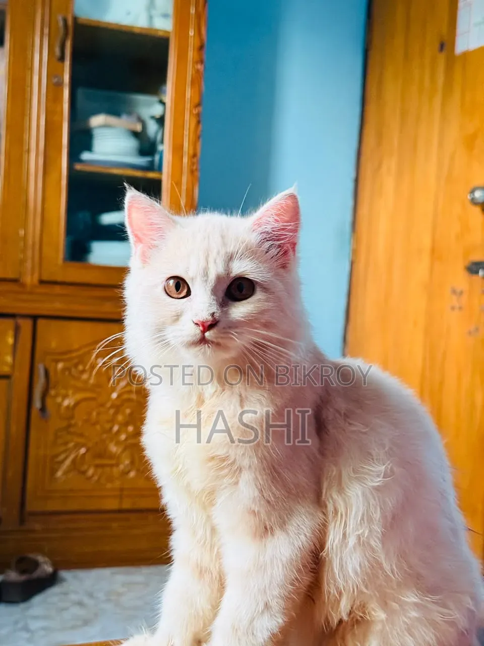 ১-৩ মাস বয়সী ফিমেল পিওরব্রেড পার্সিয়ান