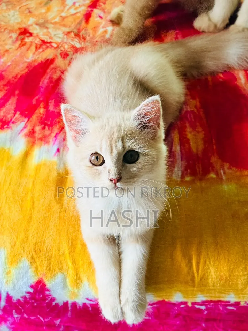 ১-৩ মাস বয়সী ফিমেল পিওরব্রেড পার্সিয়ান