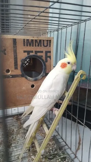 ককাটেল পাখি বিক্রির জন্য