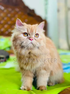 1+ Year Female Purebred Persian