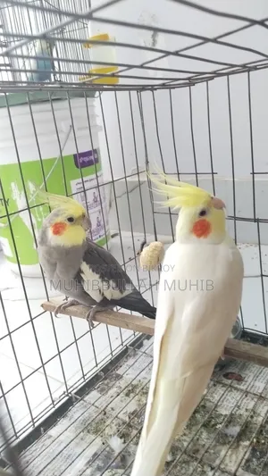 ককাটেল পাখি বিক্রির জন্য