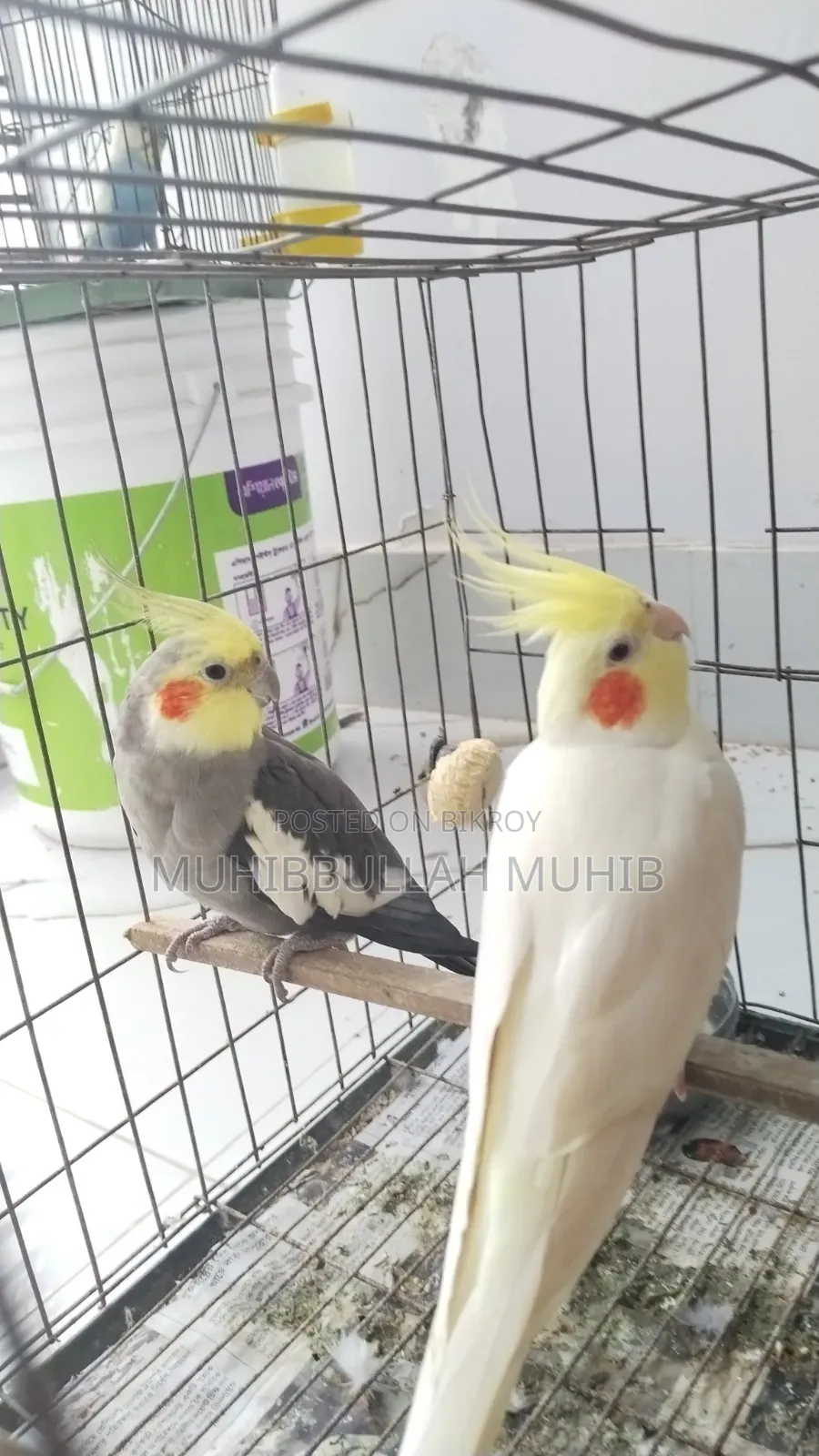 ককাটেল পাখি বিক্রির জন্য