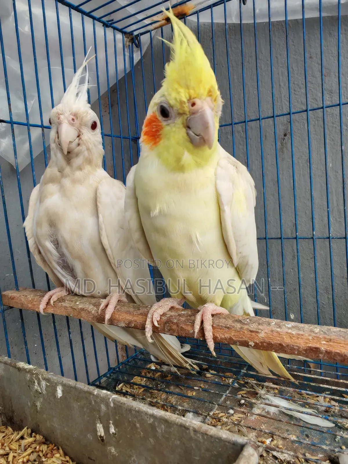 ককাটেল পেয়ার