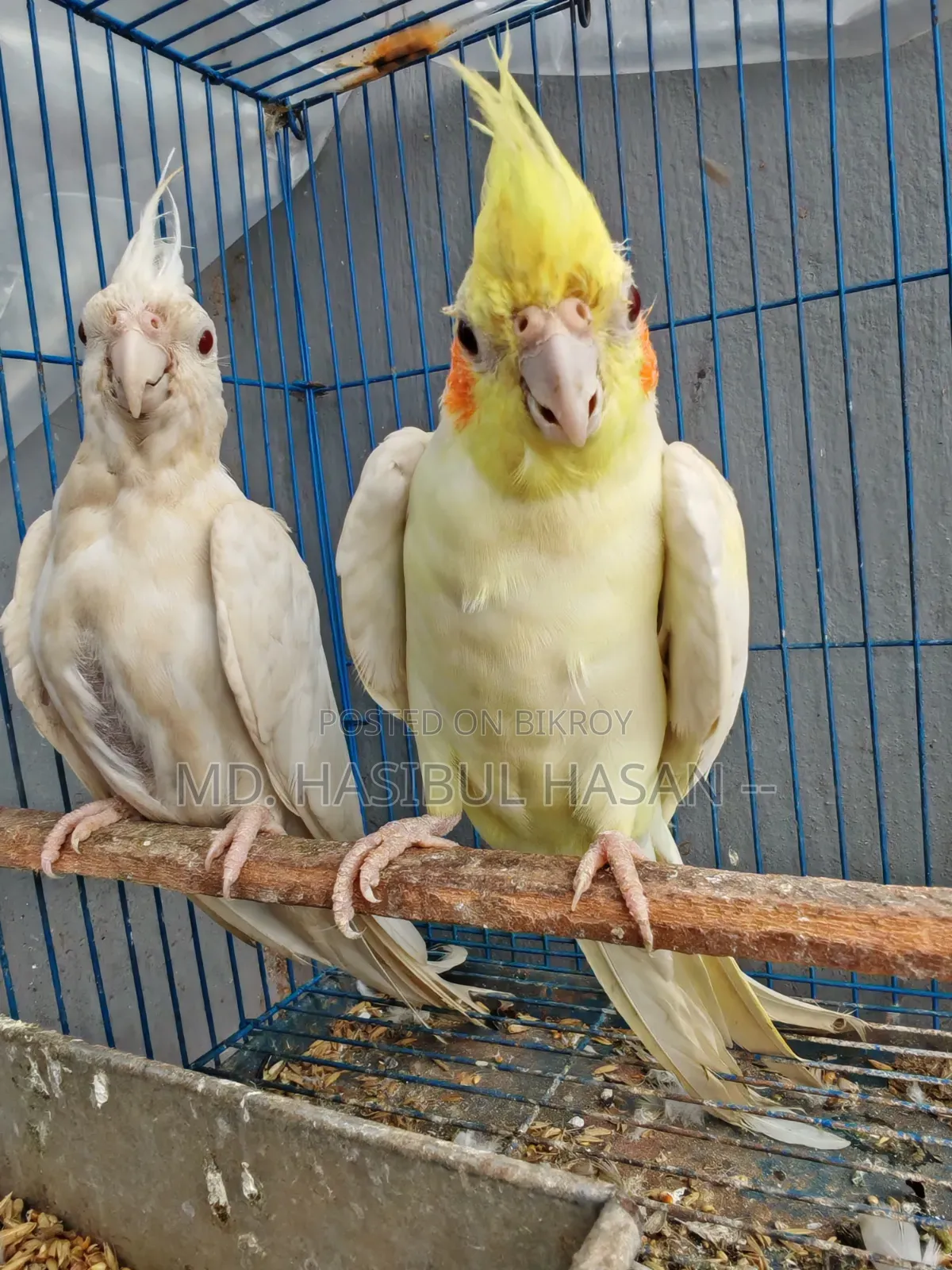 ককাটেল পেয়ার