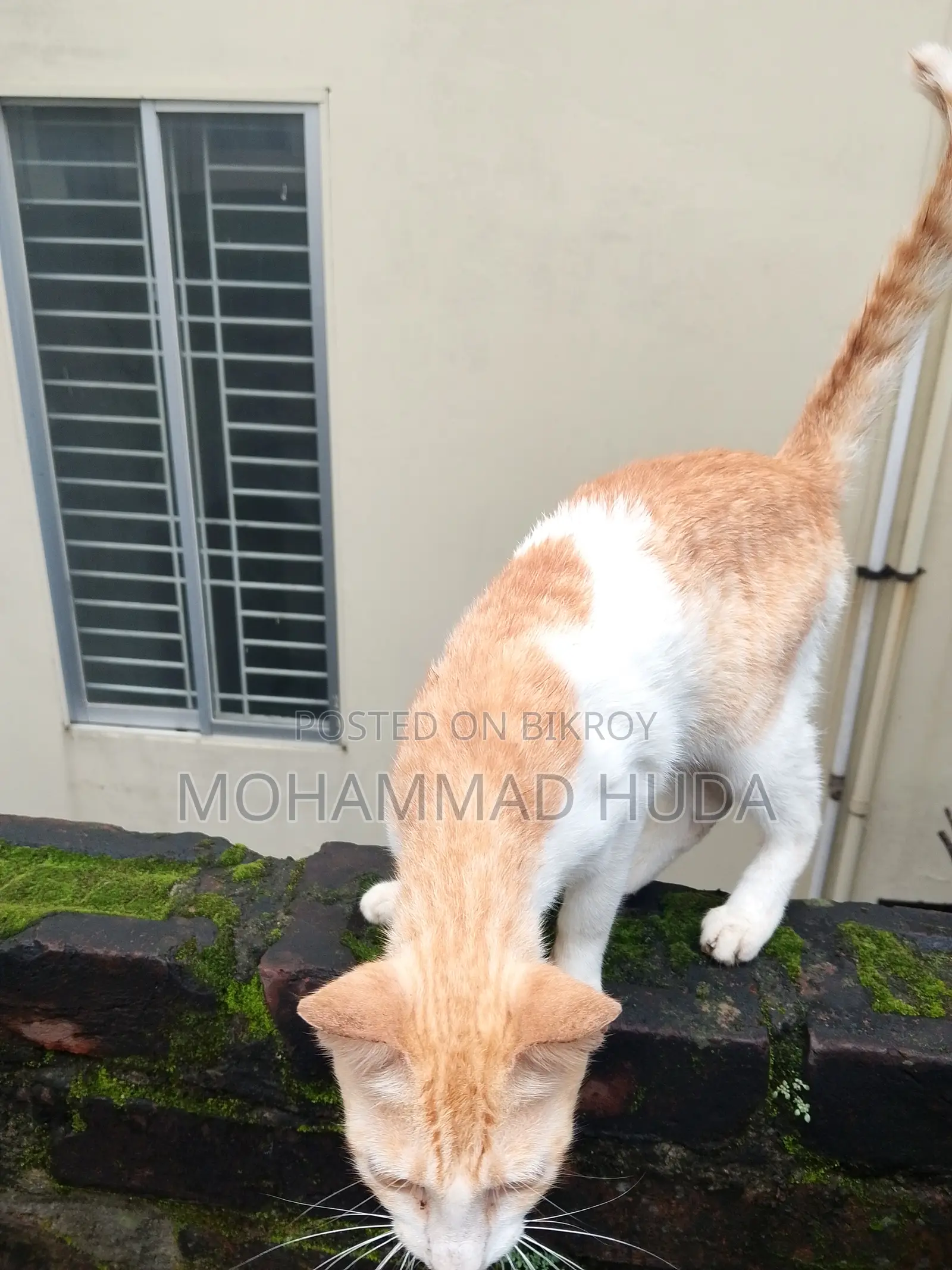 6-12 Months Female Mixed Breed Bengal