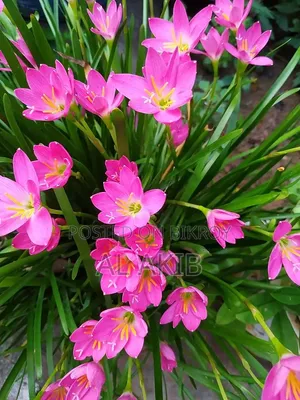 Flower Plants