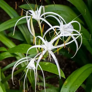 Flower Plants